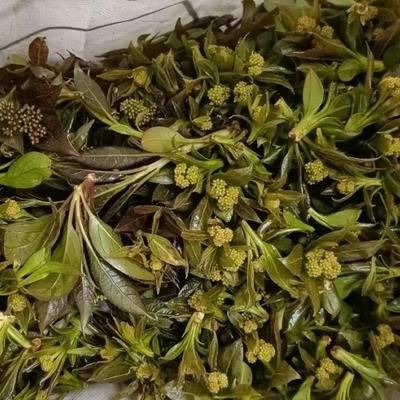 曦妍茶咖：鲁班菜 产自云南，云南人吃过的