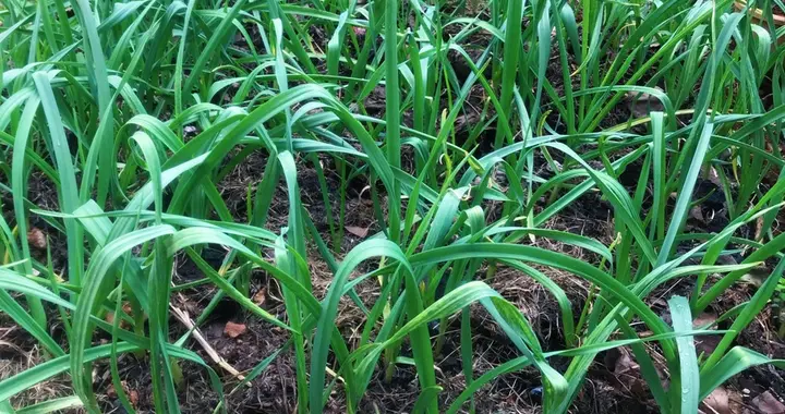 种植的蔬菜不怎么长？可能是肥料用错了，用一下这一招