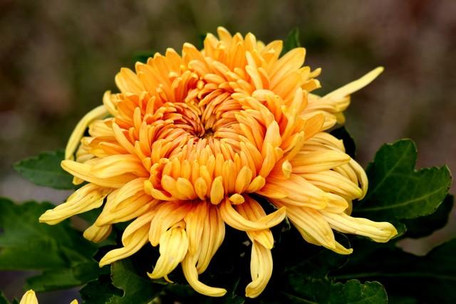 15种花照亮你的花园