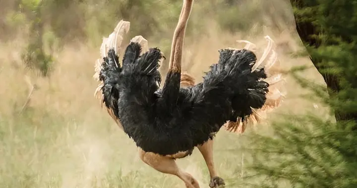 非洲草原上有十几万鸵鸟，肉多体壮没人惹，为啥连狮子也不敢碰？