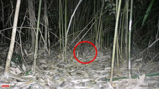 深圳发现穿山甲，常夜间出没，网友：“可能是哪家餐馆跑出来的”