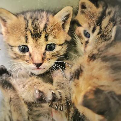 飞渡慕士塔格：南京医院砸墙救出的小猫已被