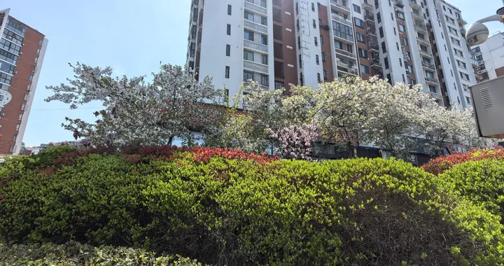 四月，风又起时，我想种一整个春天给你