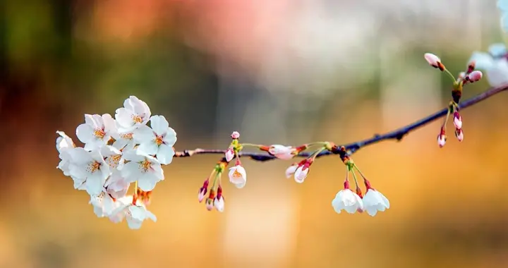 早冬小阳春美诗三首，小春活脱是春时，几朵夭红出茂林