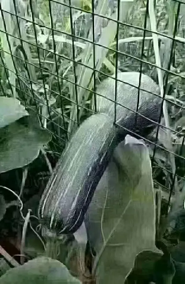 美国没落的倒计时摆在那里，垂死挣扎也没用！