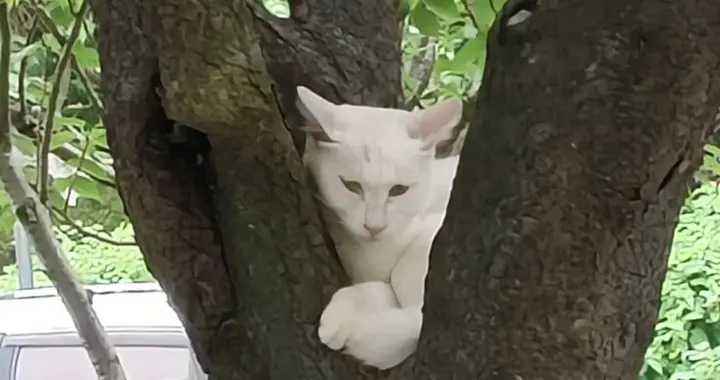 看到那些流浪猫，你赞成那些喂猫的行为吗