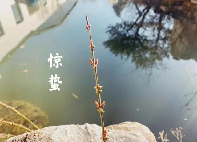 惊蛰到，养肝“关键期”！牢记“1觉、2菜、3茶、4动”，利于养肝