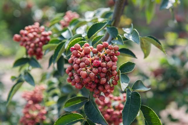 麻香入馔录：花椒芽的前世今生与人间至味