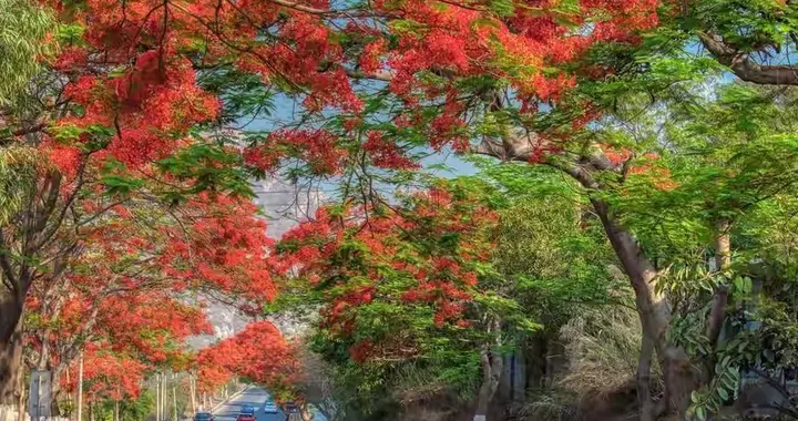 四大皆空，万事顺通一一2026新年感言