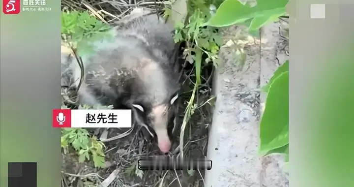 离谱！陕西周至，有人把保护动物当猫养了十几天，鼻子越来越像猪