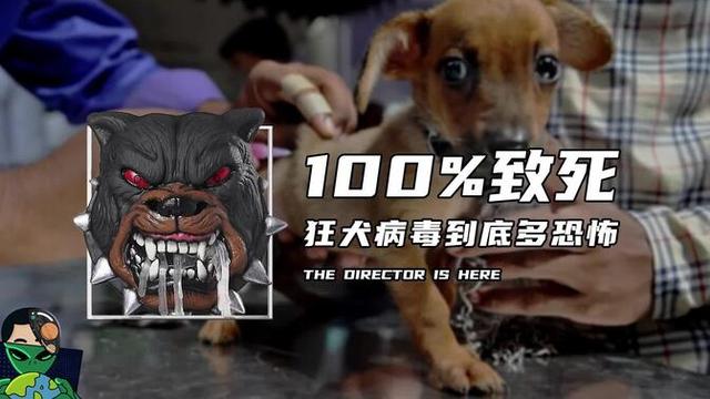 受伤到去世仅一周，狂犬病毒多恐怖？注射疫苗，为何人还是没了？