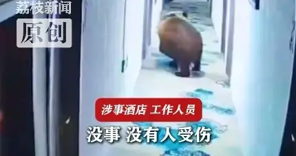凌晨房门被藏马熊一把推开！住客直接被惊醒：实在是太吓人了