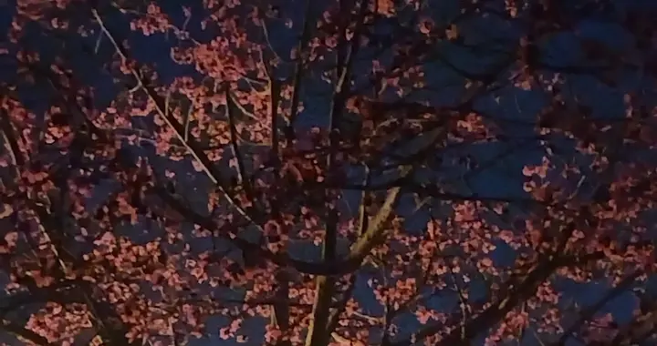 阳春三月好时节，攀枝花心炒腊肉：美味营养又健康