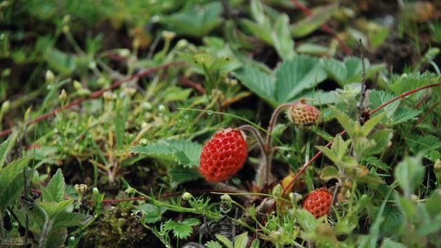 山野间的珍珠：童年野果变身果酱的奇妙旅程