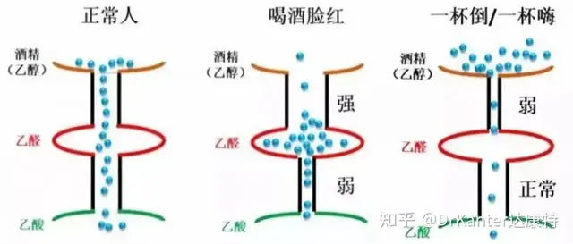 喝酒上脸是因为得了肝癌？喝酒脸红的人，容易得胃癌，是真的吗？