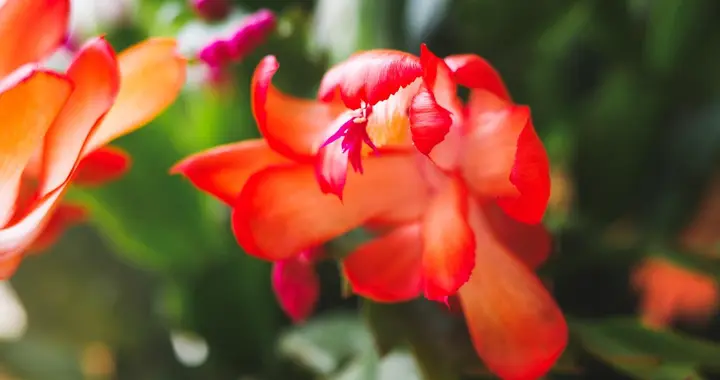 蟹爪兰复花技巧！掌握这3招，开花一茬接一茬不空档