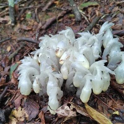 八一文库：湖南邵阳南山国家公园，400余