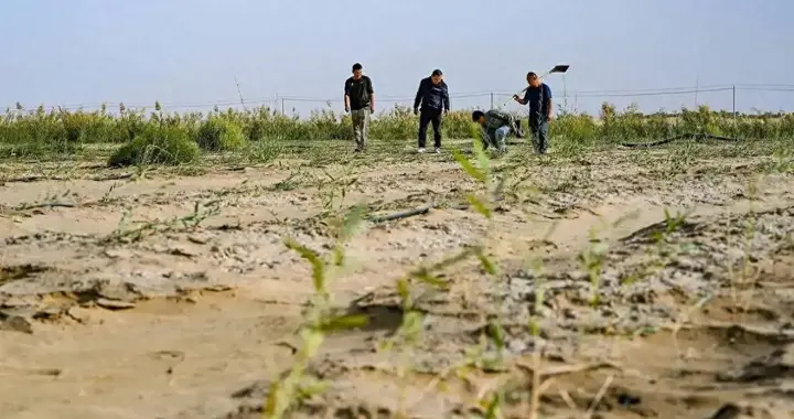 闹了个乌龙？沙漠种麦本为保粮仓，谁想金黄麦浪竟成治沙神器