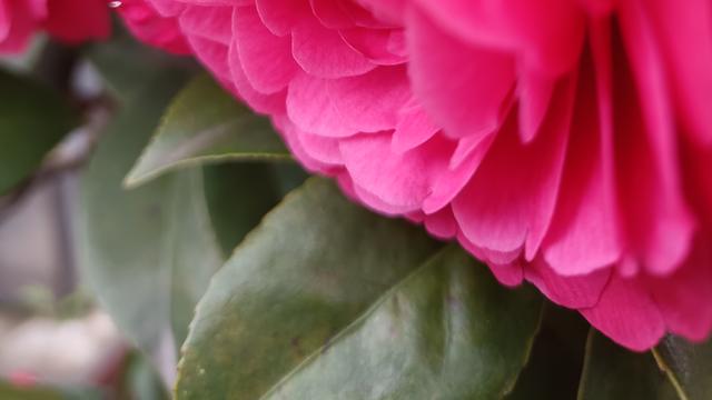 田园摘果的体验者：，最重要的是什