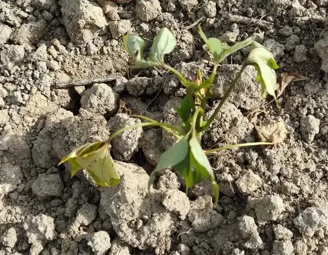 幼苗一晒就蔫？是太阳毒吗？应该是你方法没做对！