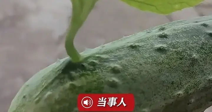 第一次见！黄瓜表面长出一片绿叶，是直接长在黄瓜上