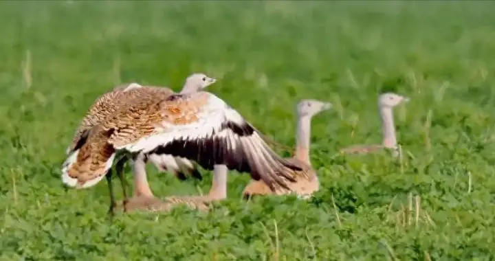 曾因误解背了上千年的“黑锅”，2022年首现山东，再次得以正名