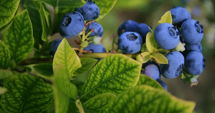 护脑记忆力，哈佛推荐这5种日常食物
