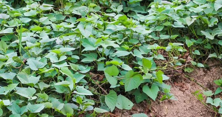 南方霜降前适合种植这5种农作物，一薯一豆三叶菜，3个月就能收