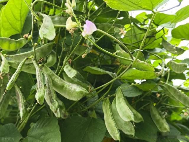 种豆角需要使用什么肥料，需要注意这哪些问题？