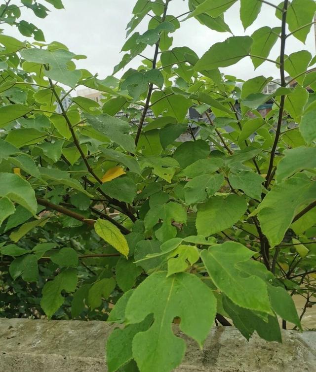 构树叶变“猪粮”，发酵是关键：缩短出栏期，每头猪多赚数百元