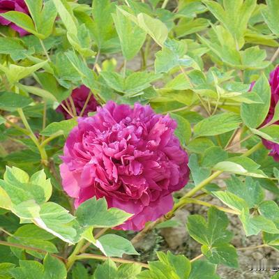 浪漫人生：渭南市朝阳公园的牡丹花开了，不