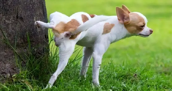 “养过公狗的人，都后悔了?”这6个理由，一个比一个真实