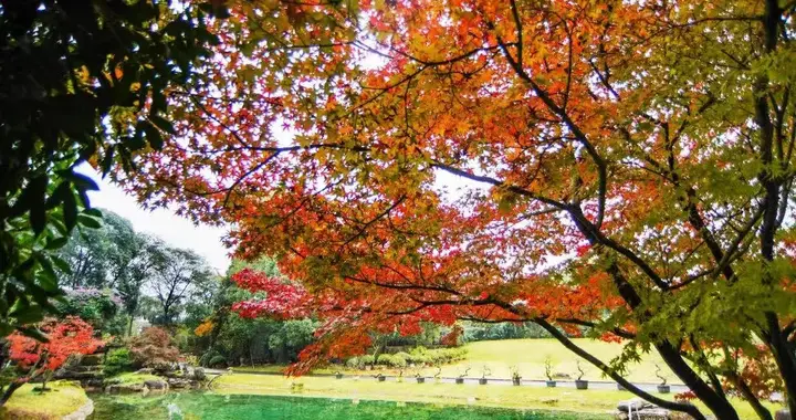 藏在主城区的冷门秋色，赏红枫、享美食、围炉煮茶，半小时直达！
