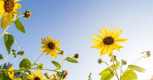 十一月剑走偏锋财力暴涨的星座