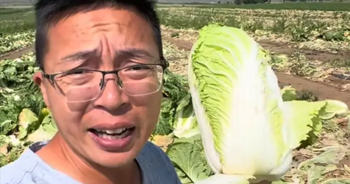 河北甲醛白菜后续！多部门介入，第三车被扣，成本曝光农民受牵连
