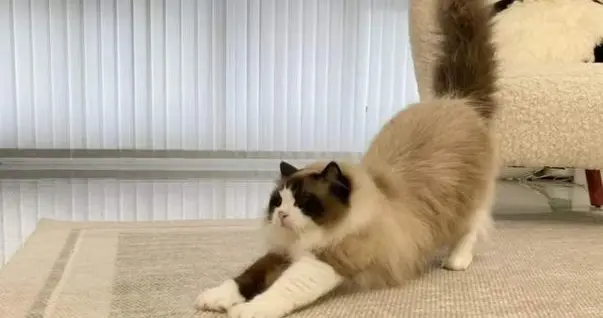 上海一31岁阿姨火了,蜗居158㎡小屋,一人一猫,进屋就被治愈了