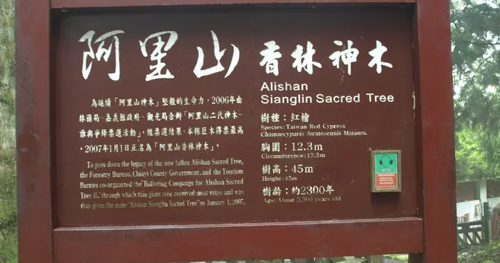 宝岛行之阿里山：铁轨神木藏岁月，未见到美如水的阿里山姑娘