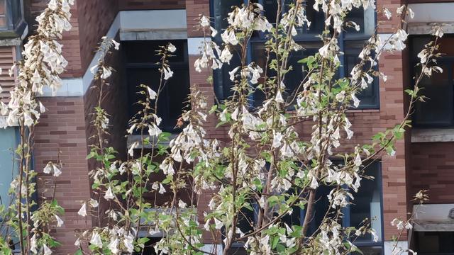 凡尘岁月留香：. 普