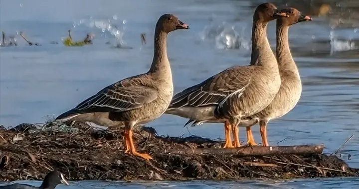 国家保护鸟种！形似家鹅，常在鄱阳湖越冬，25年首现广东佛山5只