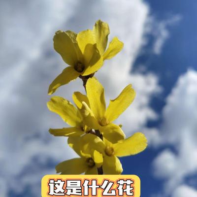 双卷王探吉林： 吉林市