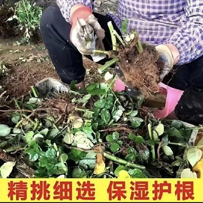 行走世界的云：黄老板的多多平台上买的蓝色