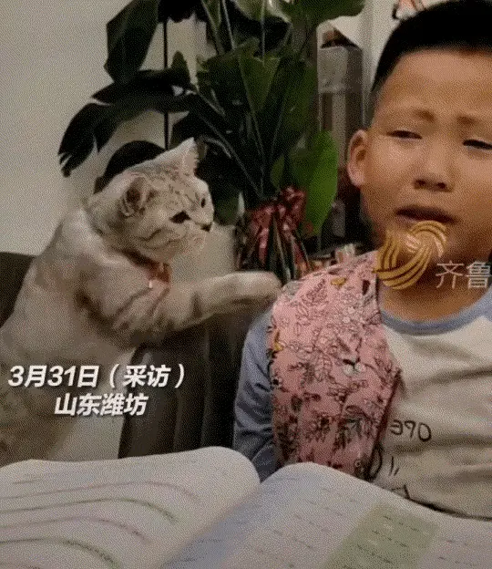 毛孩子薯条：1岁的小猫咪就这么善解人意