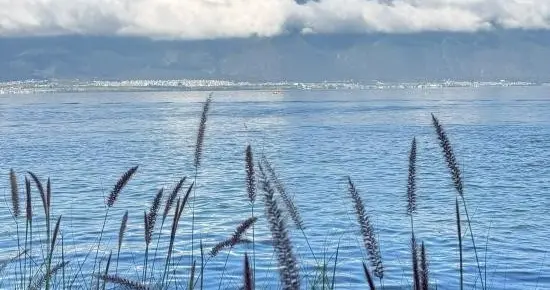 外婆总把剩茶叶埋进花盆，原来藏着3个没说透的生活暗码