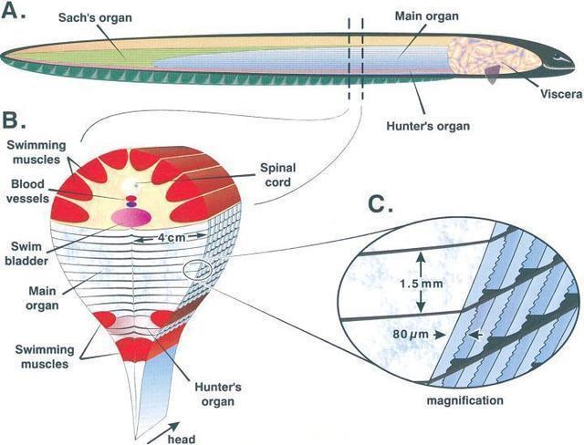 如果电鳗都灭绝了，科学家能否从化石判断它会放电？