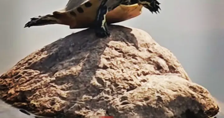 心定则市稳 心静则利长