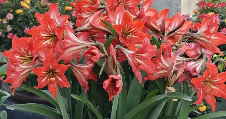 5种可当“传家宝”的花，轻松实现“一花传三代，人走花还在”