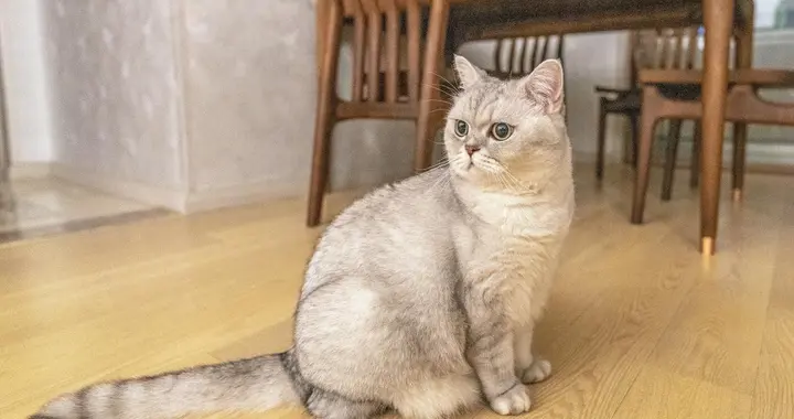 老话说：狗来财，猫来富！猫狗上门那是咱家的财气到了！