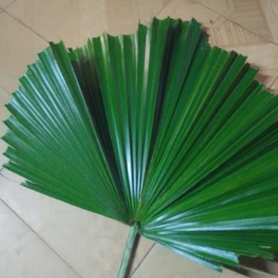 股民老唐：昨天骑车出门兜风，路边成片的棕