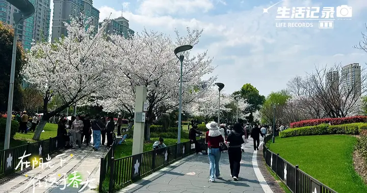 漫步在樱花树下，感受春天的气息🌸🌸