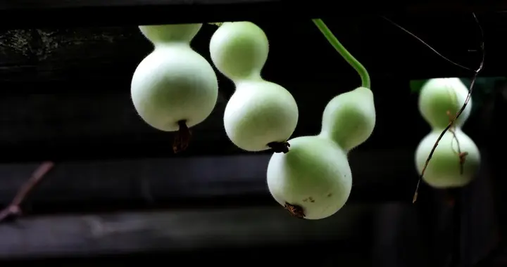 老话“房子再好，也要挂一葫芦”，福禄加持，福旺财旺，有道理？